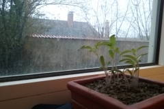 Germination des tomates